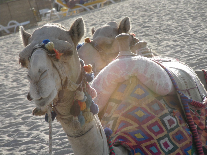 Angelo_Zisa_cammello_marsa_al_lam_egitto_deserto_mare_egitto