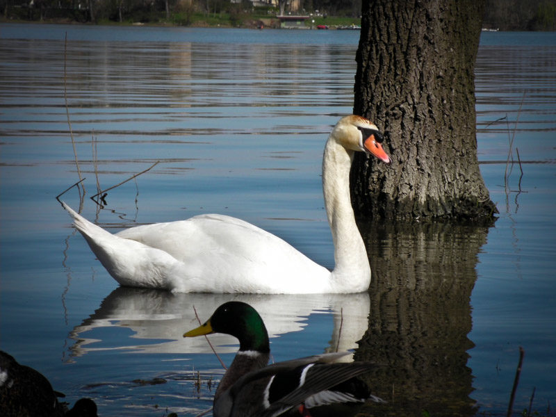 Angelo_Zisa_cigno_ferrara_lago_riflesso_2