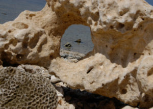 angelo_zisa_corallo_egitto_mara_al_lam_mare