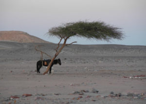Angelo_Zisa_egitto_deserto_cavallo_ombra