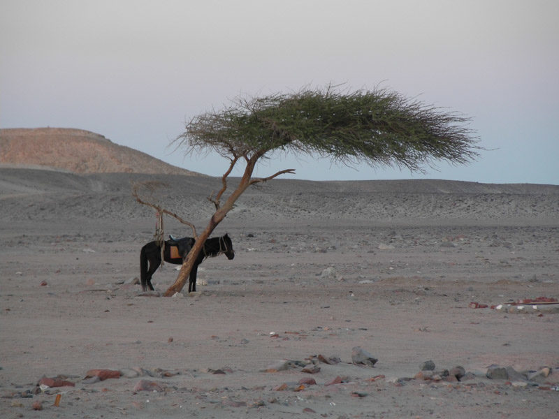 Angelo_Zisa_egitto_deserto_cavallo_ombra