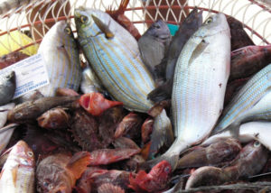 Angelo_Zisa_trapani_porto_pesca_pesci