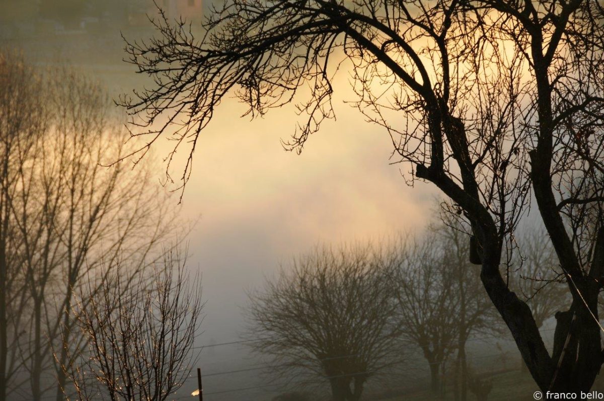 bello_franco_alberi_nebbia