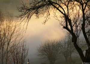 bello_franco_alberi_nebbia