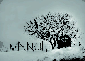 bello_franco_albero_innevato