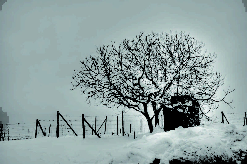 bello_franco_albero_innevato