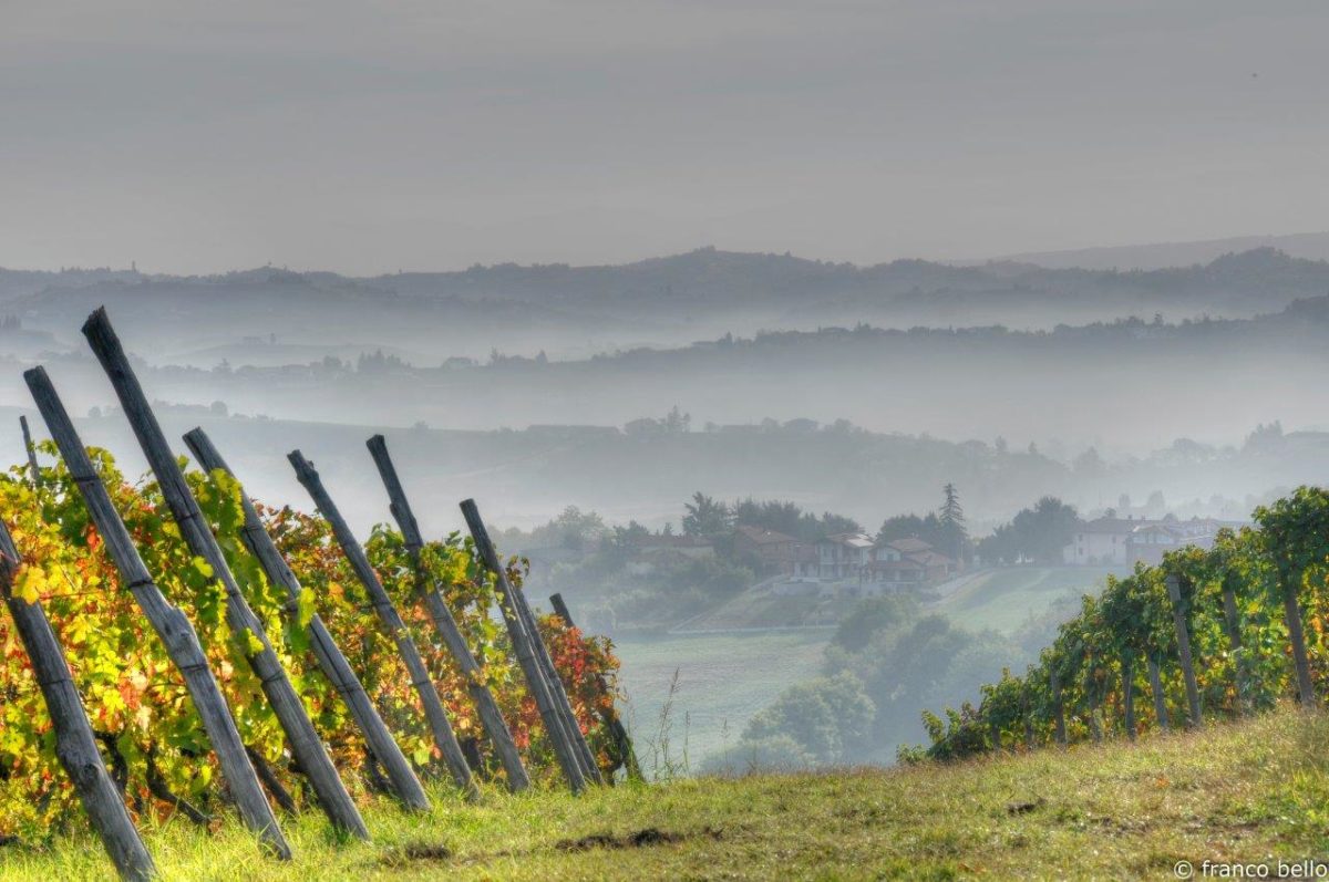 bello_franco_colline_nebbia_vigne