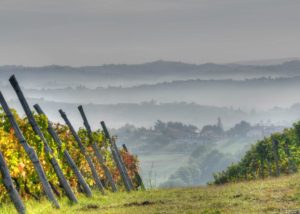 bello_franco_colline_nebbia_vigne