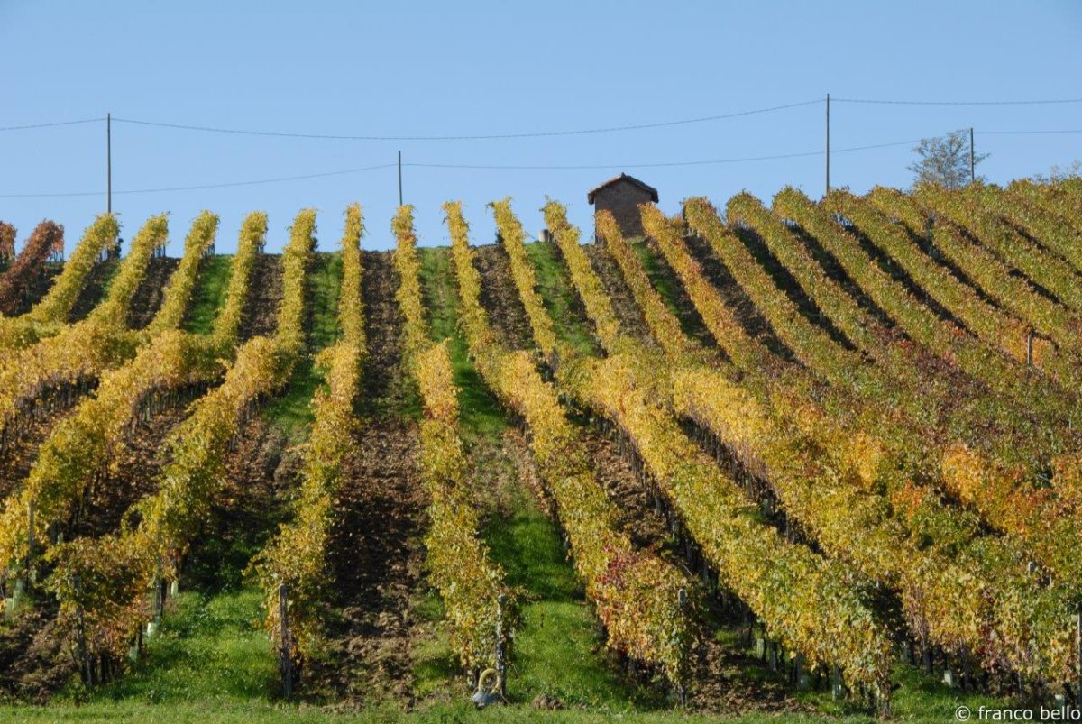 bello_franco_vigna_4