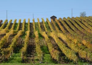 bello_franco_vigna_4