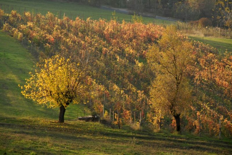 Trascina file per caricare