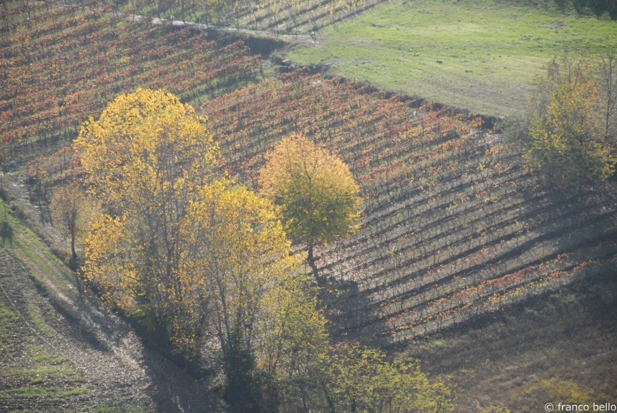 bello_franco_vigne_vista_dall_alto_10