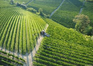bello_franco_vigne_vista_dall_alto_5