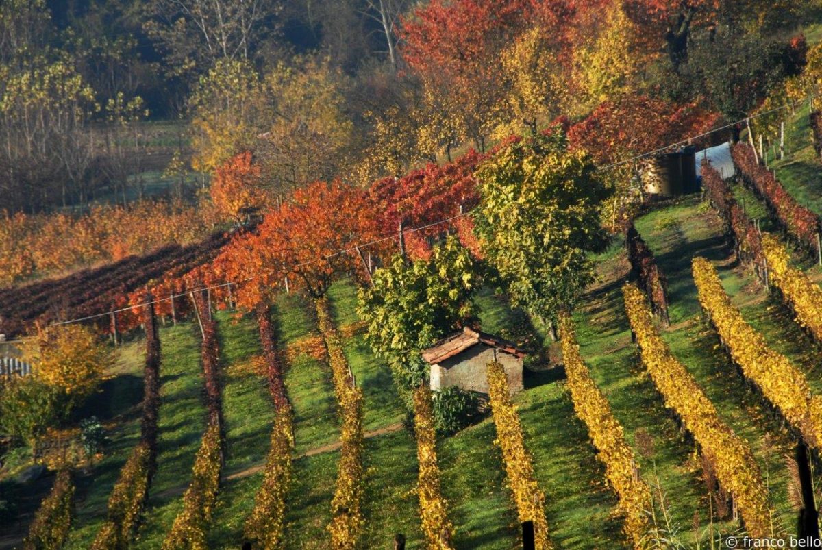 bello_franco_vigne_vista_dall_alto_7