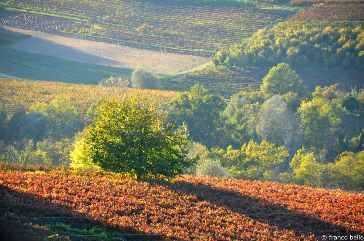 bello_franco_vigneti_albero