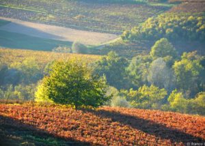 bello_franco_vigneti_albero