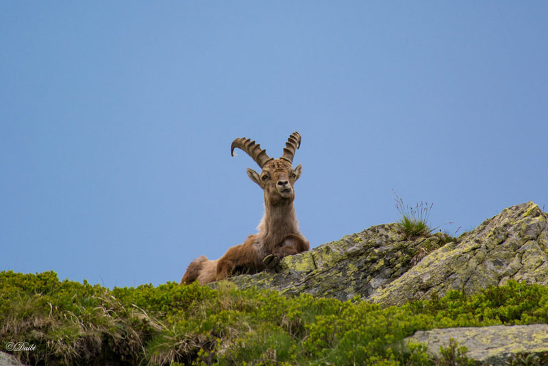 debora_branda_capra_di_montagna