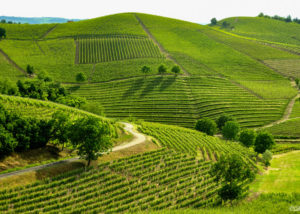 debora_branda_colline_barbaresco