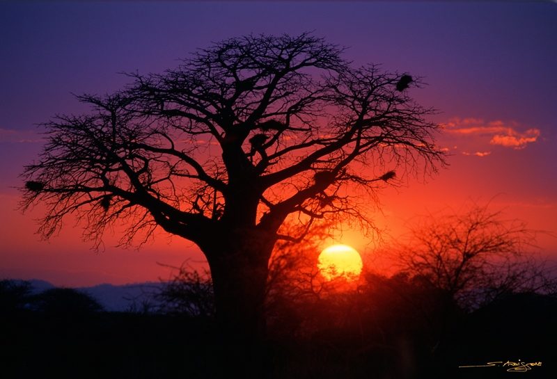 Sergio_Ardissone_Baobab_al_tramonto_Ruaha_N_P_Tanzania