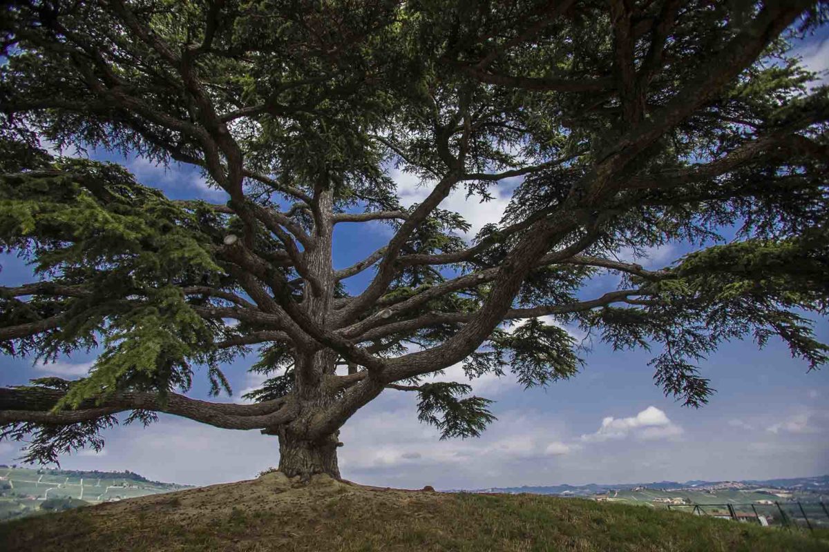 valerio_giraudo_cedro_del_libano_1