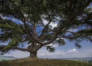 valerio_giraudo_cedro_del_libano_1