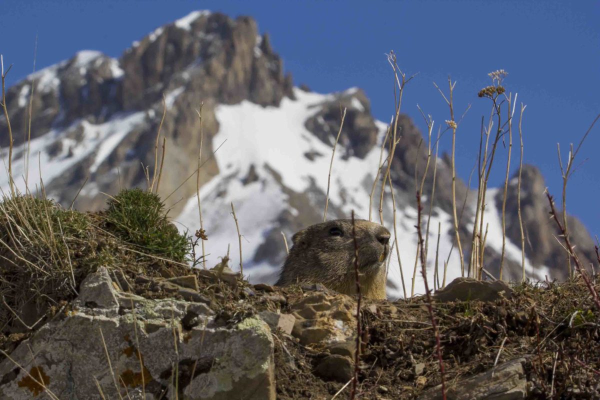 valerio_giraudo_cucu_della_marmotta