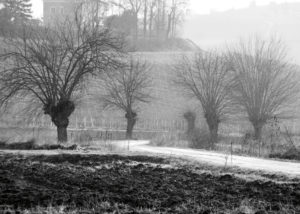 andrea_pesce_gelsi_inverno_nizza