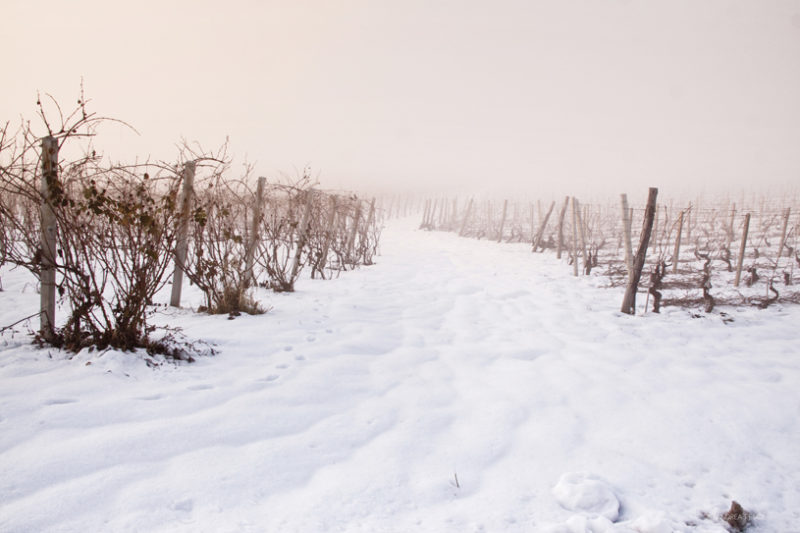 andrea_pesce_nebbia_castel_boglione