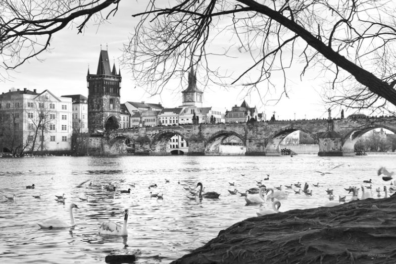 andrea_pesce_ponte_carlo_praga