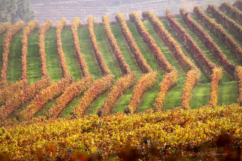 andrea_pesce_vigne_autunno_nizza