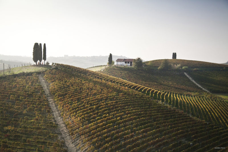 andrea_pesce_vigne_castelnuovo_calcea