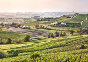 andrea_pesce_vigne_gianola