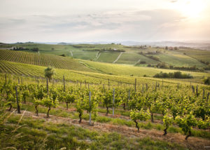 andrea_pesce_vigne_gianola_3