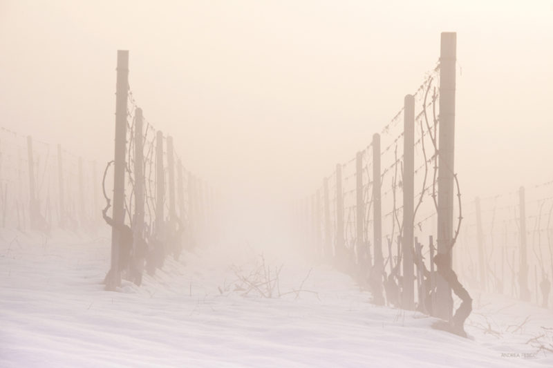 andrea_pesce_vigne_neve_nebbia